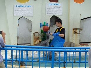 【ノシャップ寒流水族館】アザラシ＆ペンギンショー、やってるよ！の画像