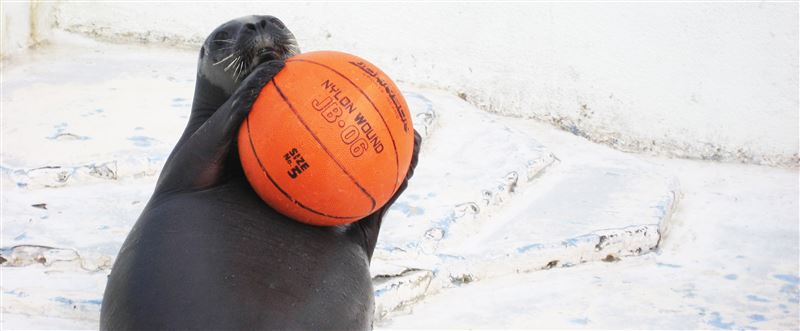 ノシャップ寒流水族館